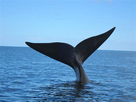 Una ballena 2025 To𝚛rent